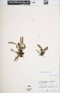 Ceterach officinarum image