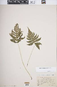 Phegopteris connectilis image