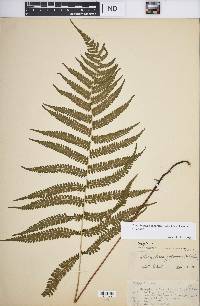 Coryphopteris japonica image