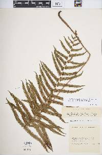 Thelypteris hispidula image