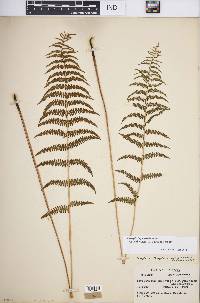 Thelypteris palustris var. pubescens image