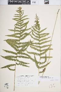 Thelypteris palustris var. pubescens image