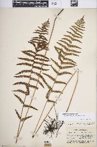 Thelypteris palustris var. pubescens image