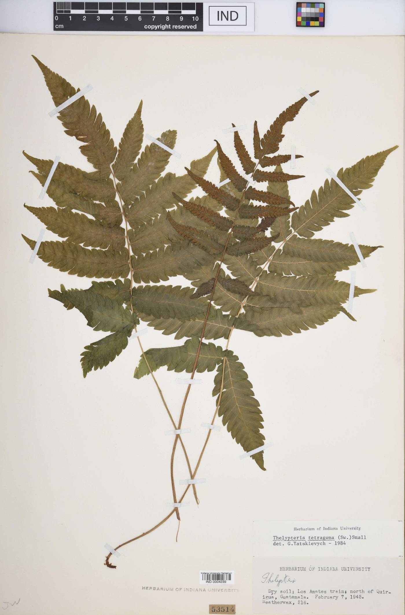 Thelypteris tetragona image