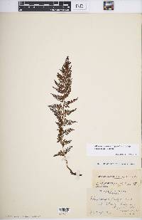 Athyrium alpestre subsp. americanum image