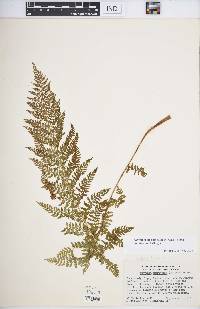 Athyrium alpestre subsp. americanum image