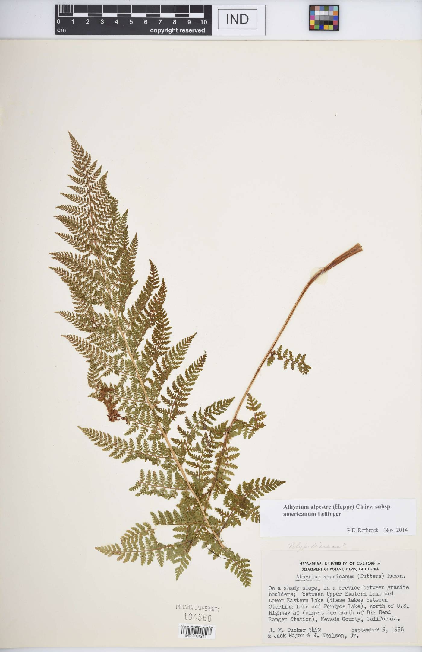 Athyrium alpestre subsp. americanum image
