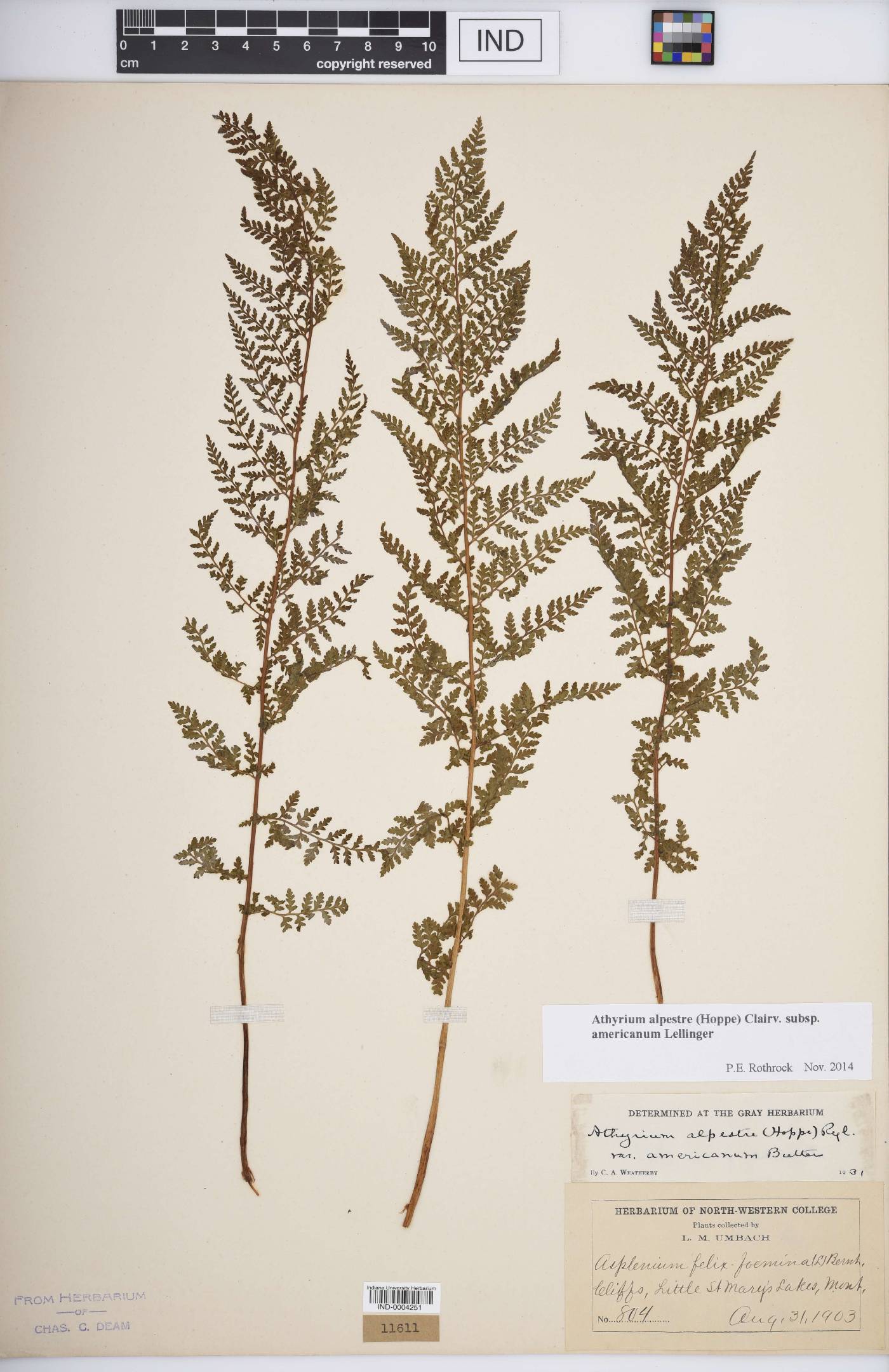 Athyrium alpestre subsp. americanum image