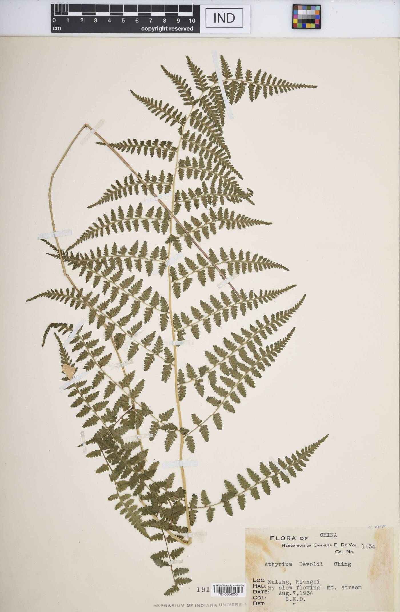 Athyrium devolii image