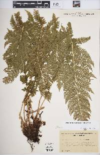 Athyrium filix-femina var. asplenioides image
