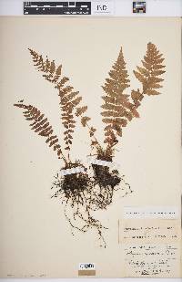 Athyrium filix-femina var. asplenioides image