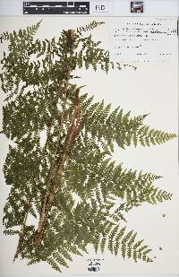 Athyrium asplenioides var. cyclosorum image