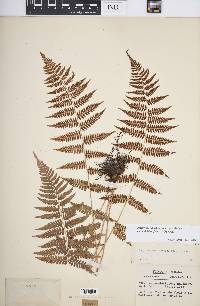 Athyrium filix-femina var. asplenioides image