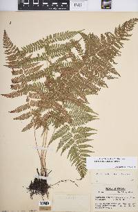 Athyrium filix-femina var. asplenioides image