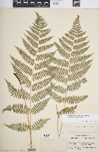 Athyrium filix-femina var. asplenioides image