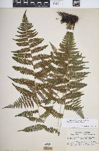 Athyrium filix-femina var. asplenioides image