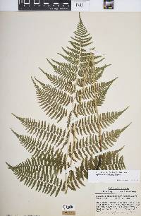 Athyrium filix-femina var. asplenioides image