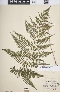 Athyrium filix-femina var. asplenioides image