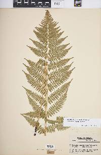 Athyrium filix-femina var. asplenioides image