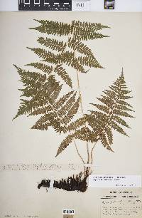 Athyrium filix-femina var. asplenioides image