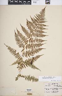 Athyrium filix-femina var. asplenioides image