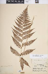 Athyrium filix-femina var. asplenioides image