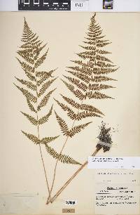 Athyrium filix-femina var. asplenioides image