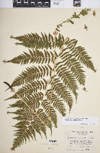 Athyrium filix-femina var. asplenioides image