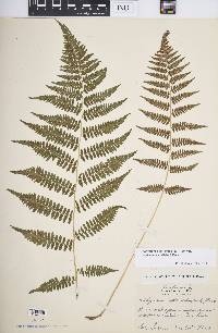 Athyrium filix-femina var. asplenioides image