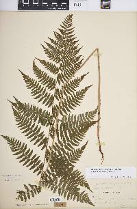 Athyrium filix-femina var. asplenioides image