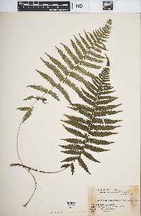 Athyrium yokoscense image