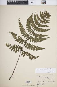 Cornopteris decurrenti-alata image