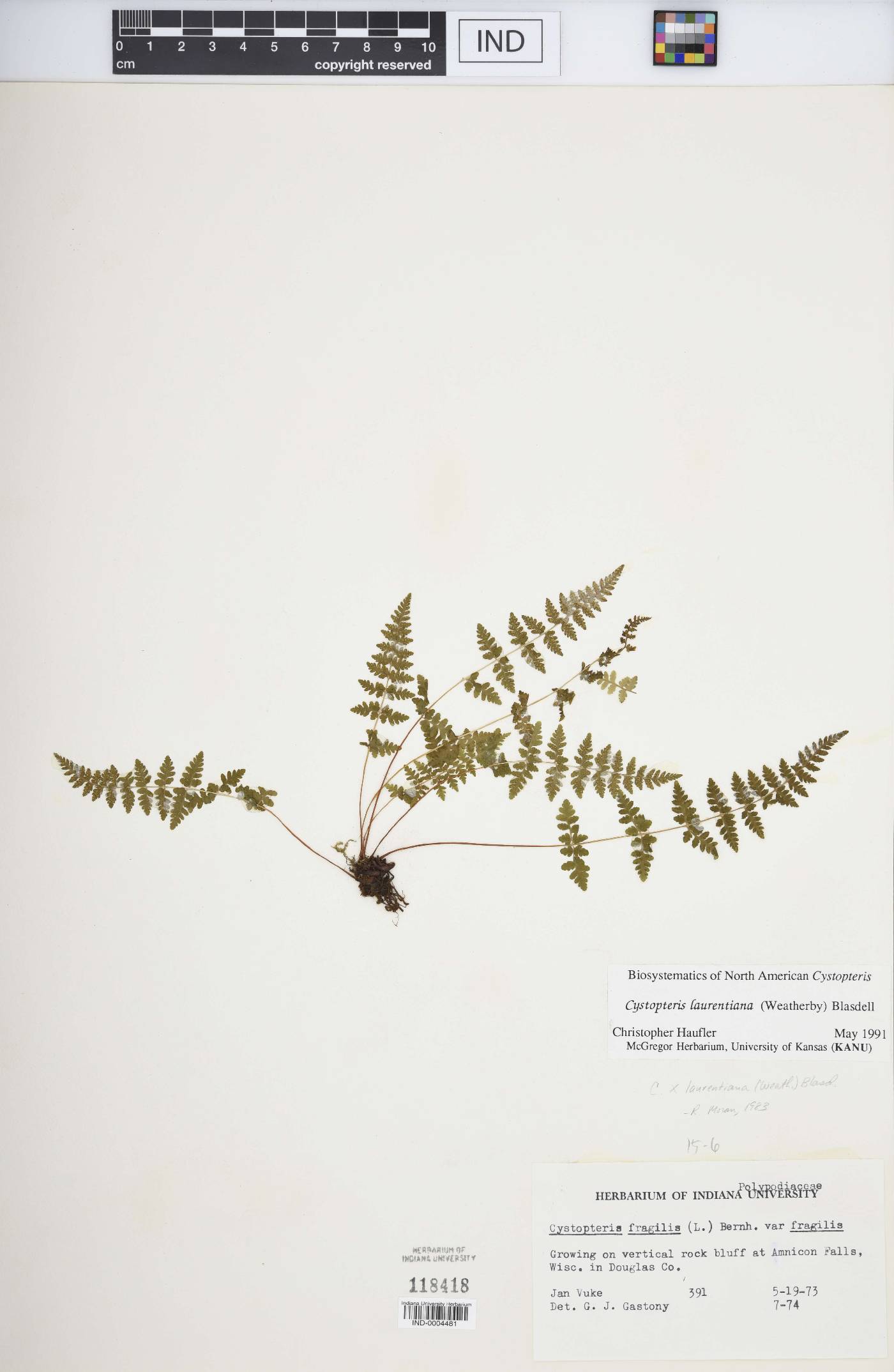 Cystopteris laurentiana image
