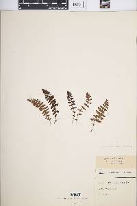 Woodsia ilvensis image