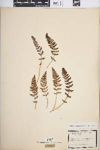 Woodsia ilvensis image