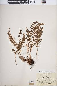 Woodsia ilvensis image