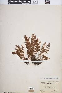 Woodsia ilvensis image