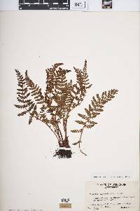 Woodsia ilvensis image