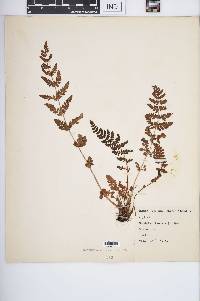 Woodsia ilvensis image