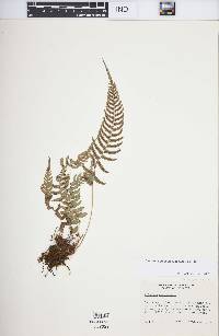 Blechnum glandulosum image