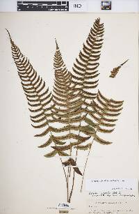 Blechnum glandulosum image