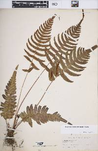 Blechnum glandulosum image