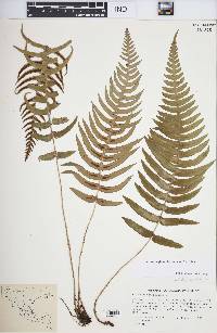 Blechnum glandulosum image