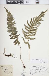 Blechnum glandulosum image