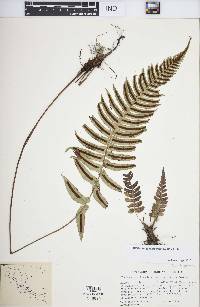 Blechnum glandulosum image