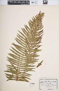 Blechnum attenuatum image