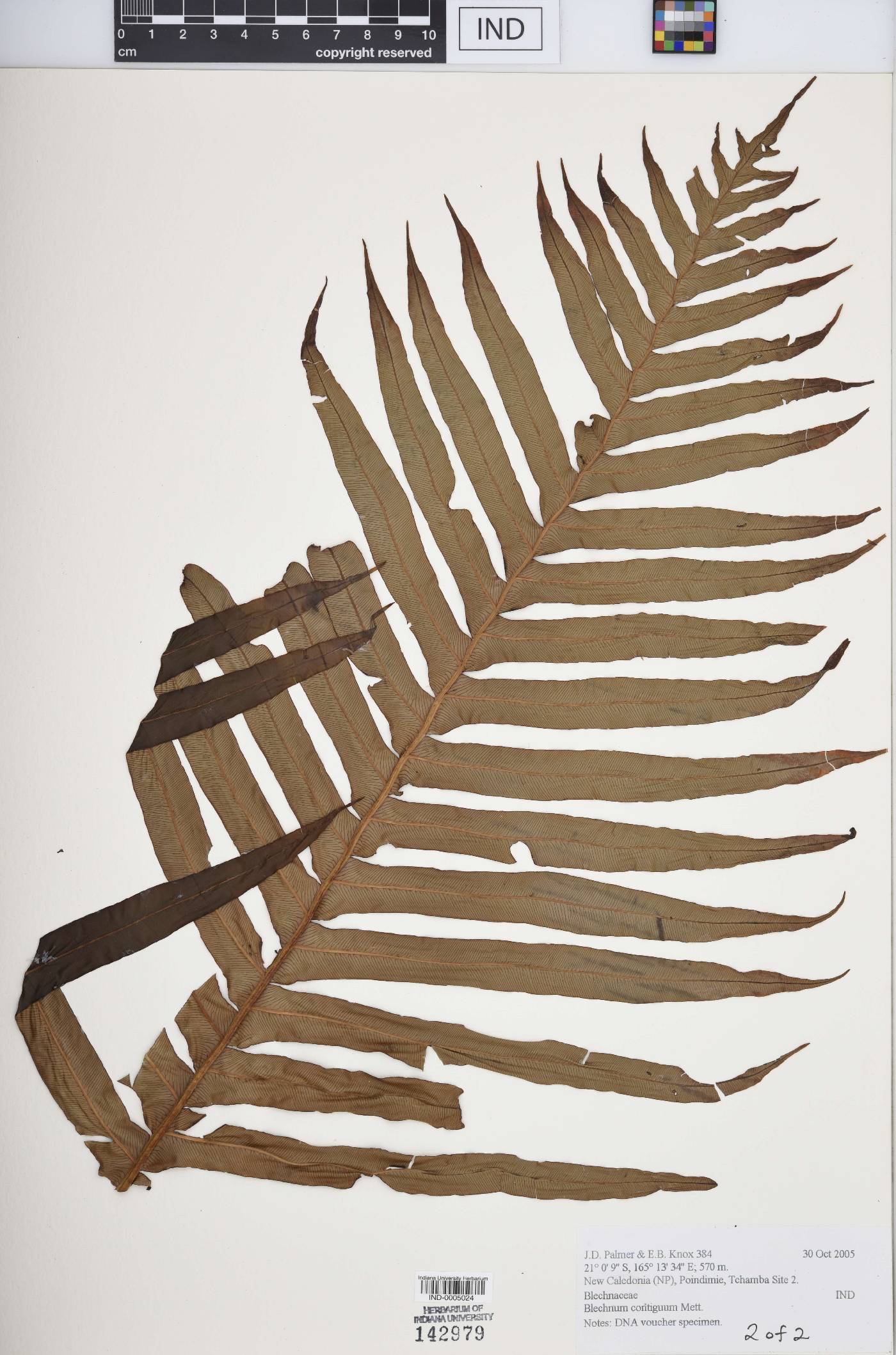 Blechnum contiguum image