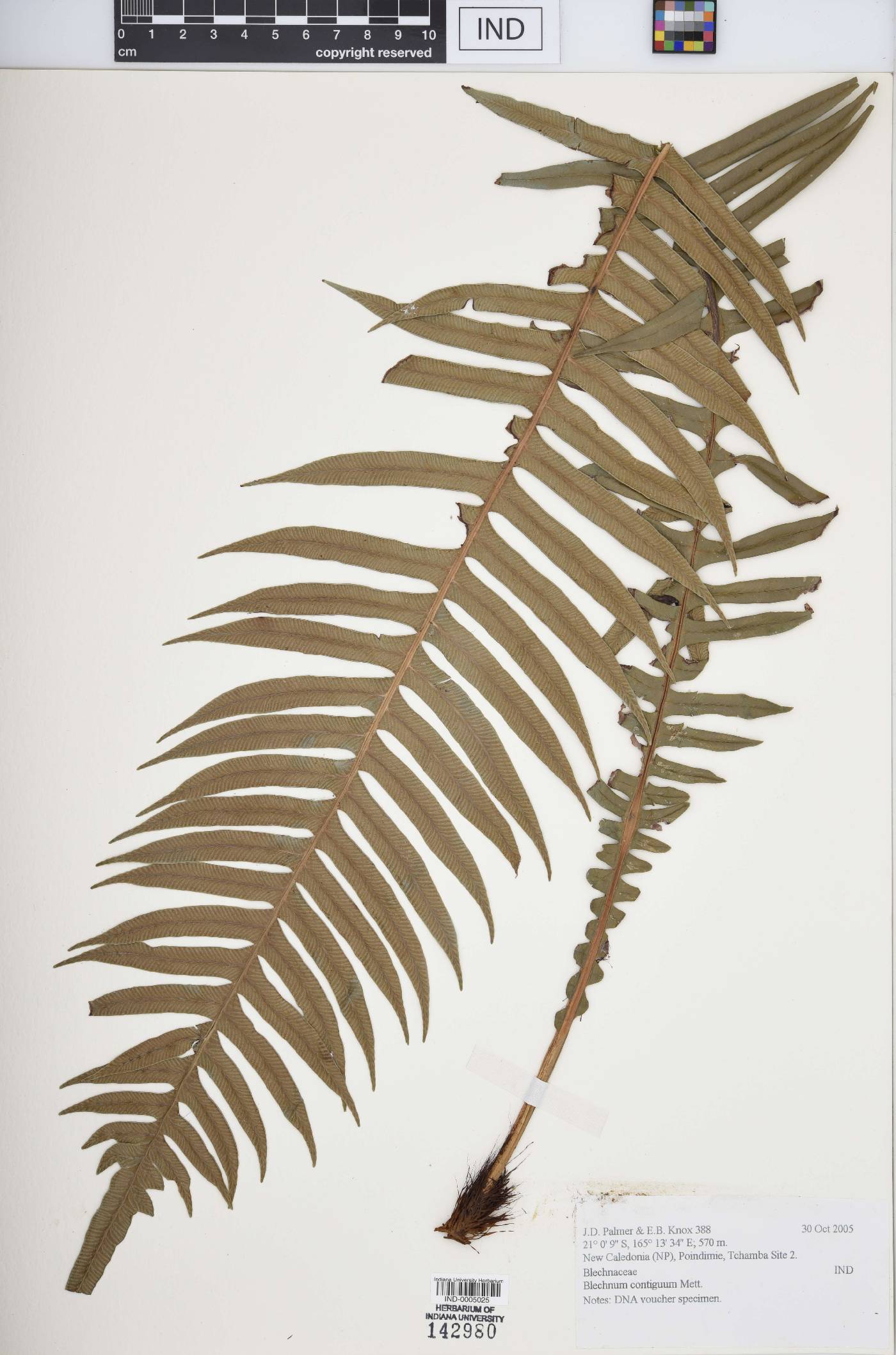 Blechnum contiguum image