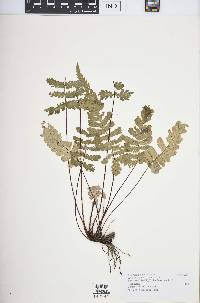 Blechnum diversifolium image