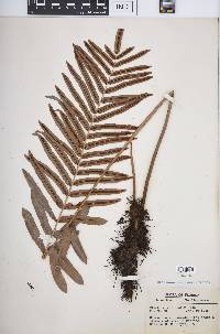 Blechnum serrulatum image